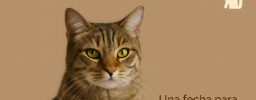 Día Internacional del Gato: una fecha para mimar a nuestros felinos